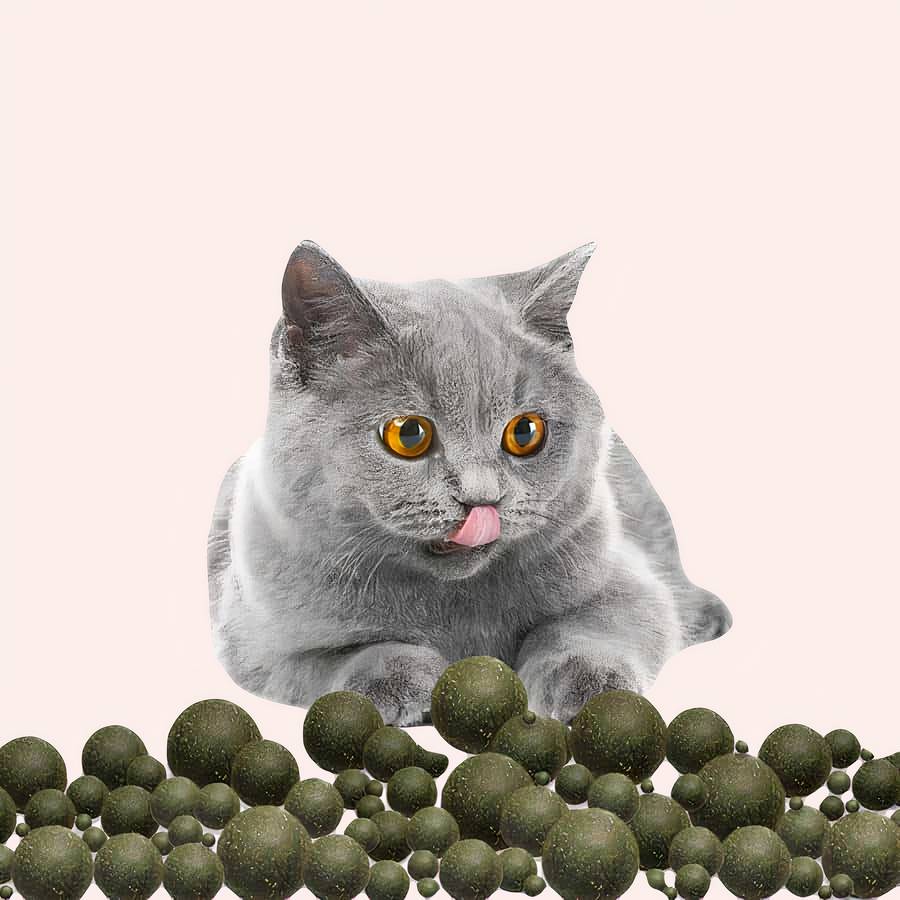 14242-ldp1jx.jpg Jouet boule d'herbe comestible pour chat très amusant
