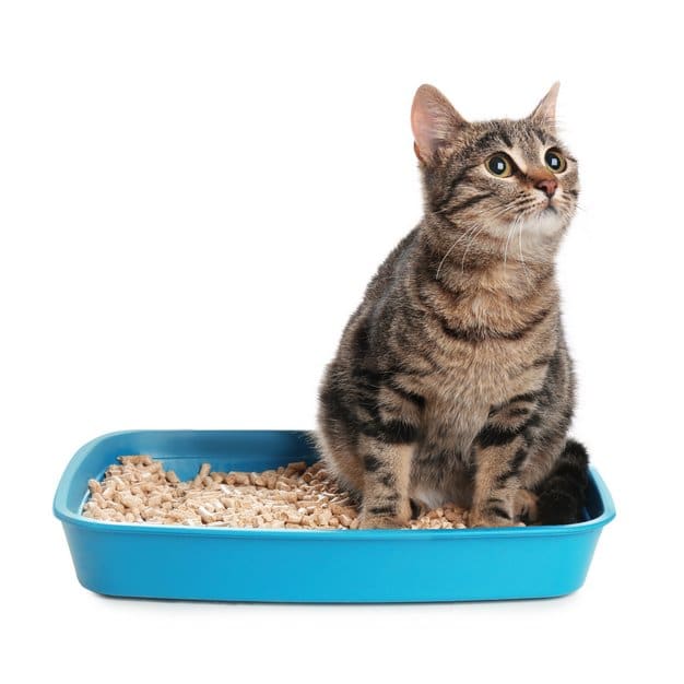 Chat assit sur une litière bleue