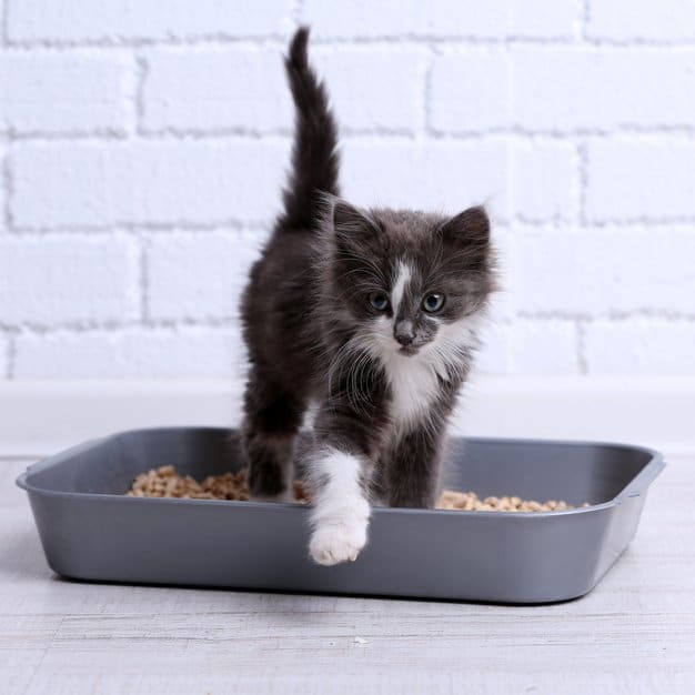 Chat assit sur une litière grise