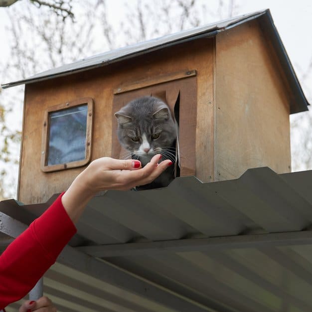 Chat gris dans sa maison
