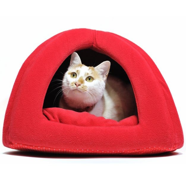 Chat dans sa maison rouge