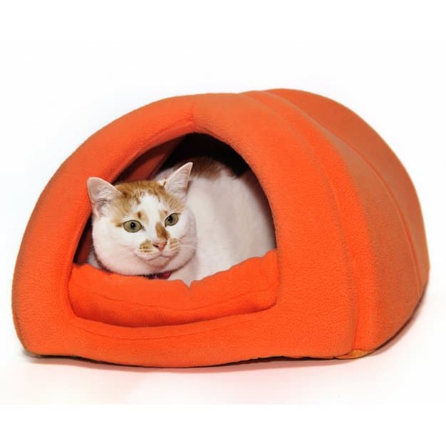 Chat dans sa maison orange