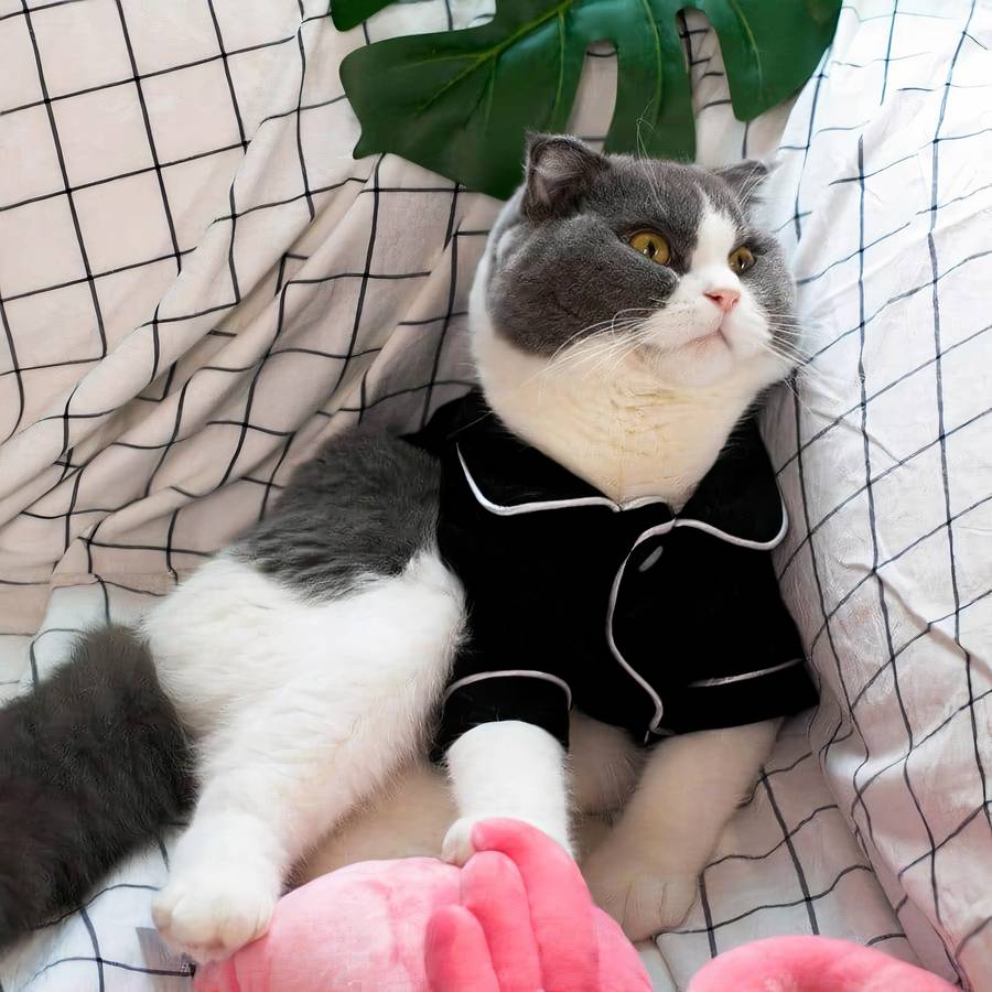 Manteau en coton pour chat — free download