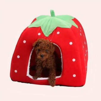 Niche chat à motif fraise et léopard rouge avec point blanc à la mode avec un chien à l'intérieur