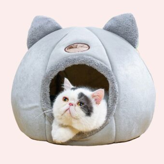 Niche chat gris en forme de citrouille avec oreille avec un chat à l'intérieur