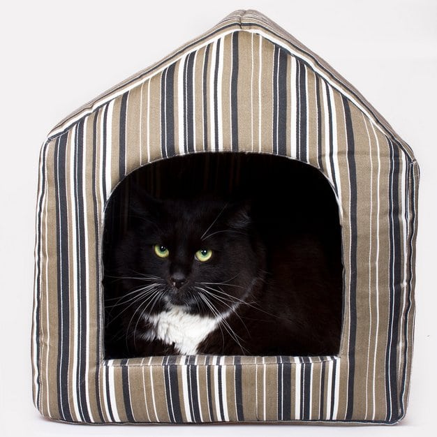 Chat noir dans sa niche