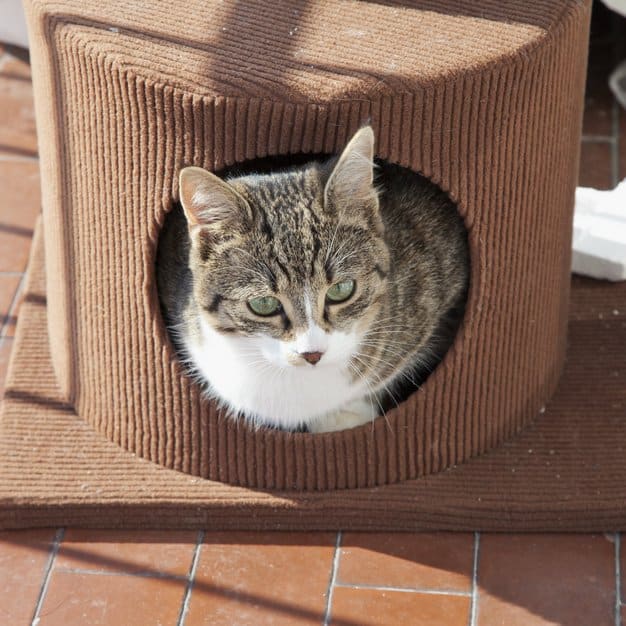 Chat assit dans sa petite niche