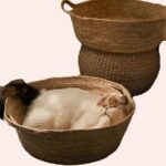 Panier chat en rotin pour l'été marron avec un chat à l'intérieur dans une maison