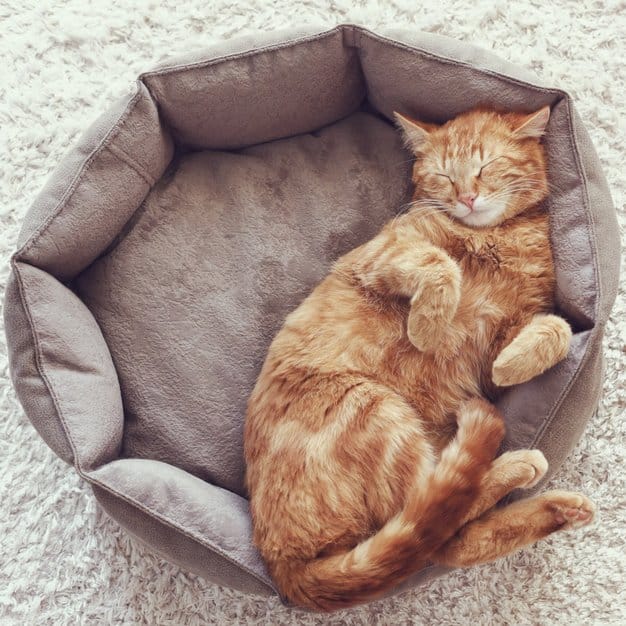 Chat roux dort dans son panier