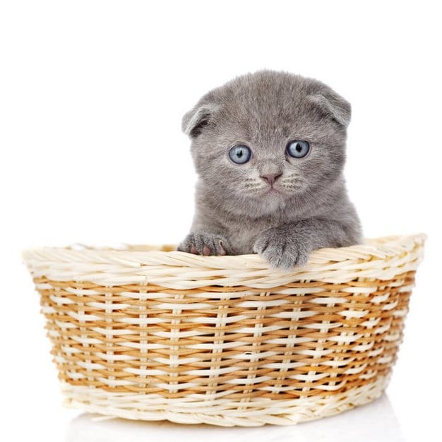 Chaton gris mignon dans son panier