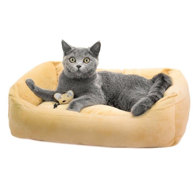 Chat gris avec sa peluche sur son panier beige