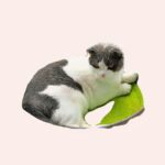 Panier de couchage chat en tissu feutré gris, confortable avec un chat à l'intérieur dans une maison