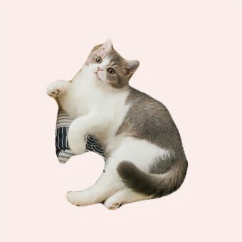 Panier rond d'été en rotin pour chat marron avec un coussin à l'intérieur dans une maison