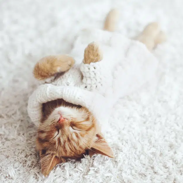 Chat mignon porte un pull blanc entrain de dormir