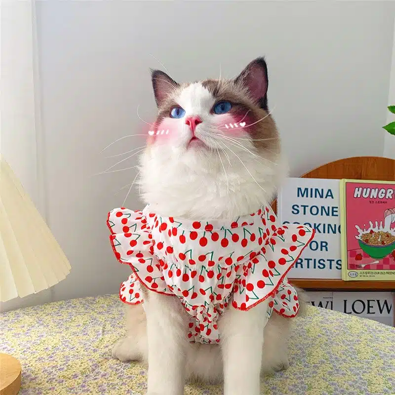 Robe d'été à motif cerise pour chat à la mode portée par un chat sur un tapis dans une maison