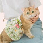 Robe d'été en dentelle pour chat à la mode portée par un chat