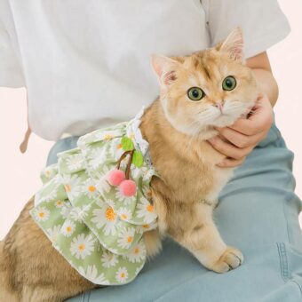 Robe d'été en dentelle pour chat à la mode portée par un chat
