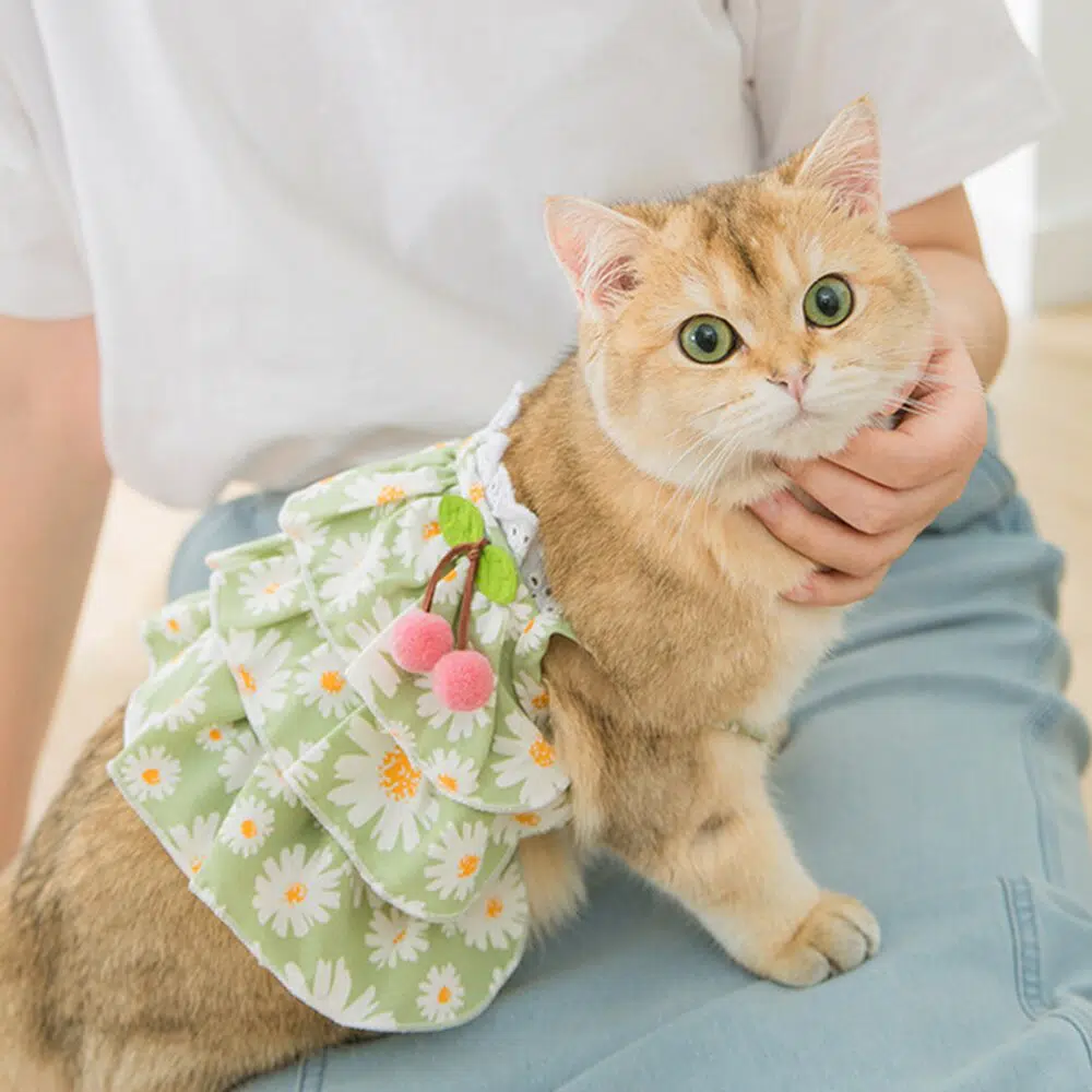 Robe d'été en dentelle pour chat à la mode portée par un chat