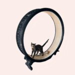 Roue de course noir pour chat dans une maison