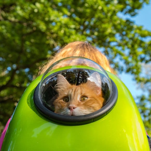 Chat dans un sac à dos vert