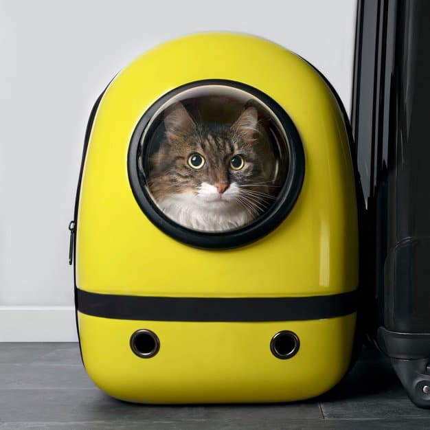 Chat dans un sac à dos jaune