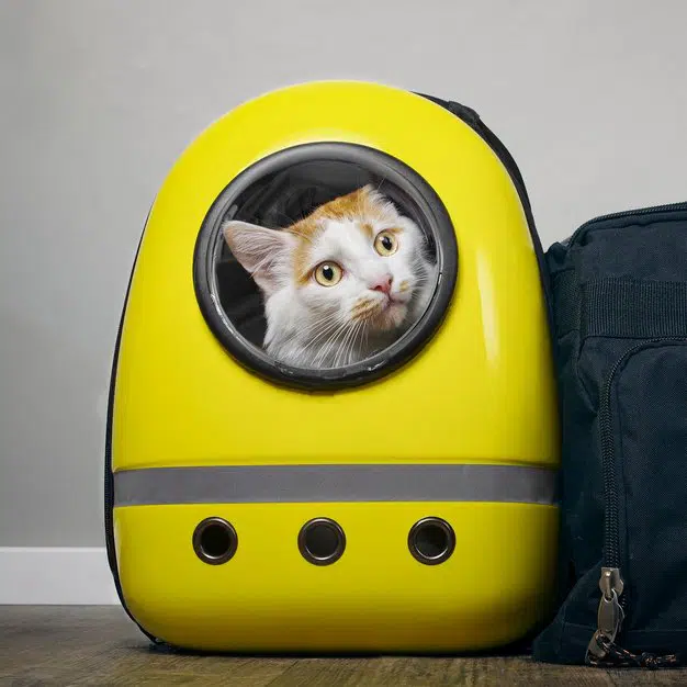 Chat dans un sac de transport jaune