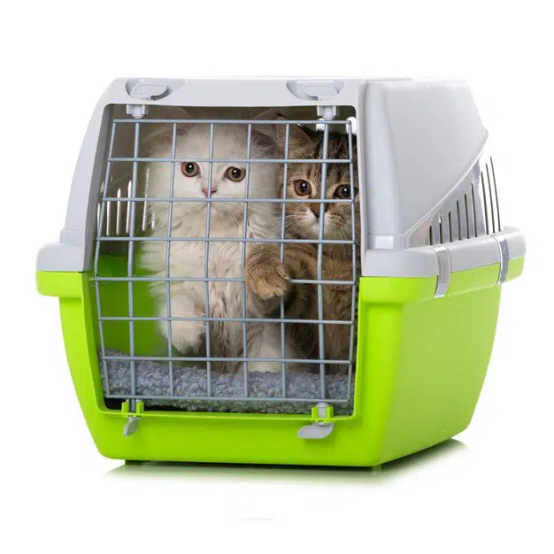 Chat dans un sac de transport vert et blanc