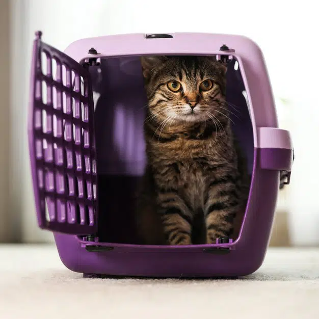 Chat dans un sac de transport violet