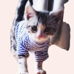 T-shirt à rayures pour chat bleu et banc porté par un chat