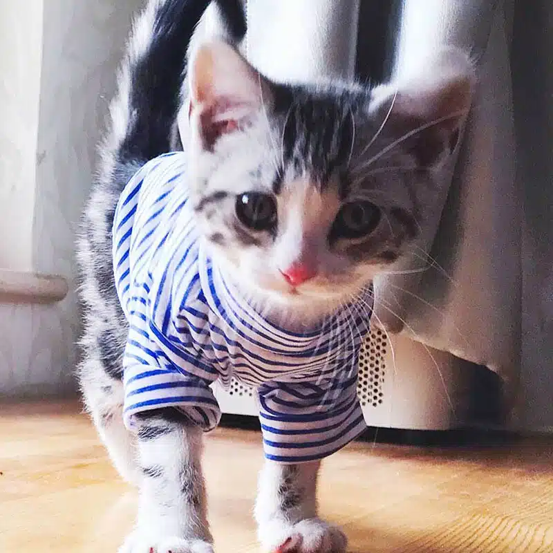 T-shirt à rayures pour chat bleu et banc porté par un chat