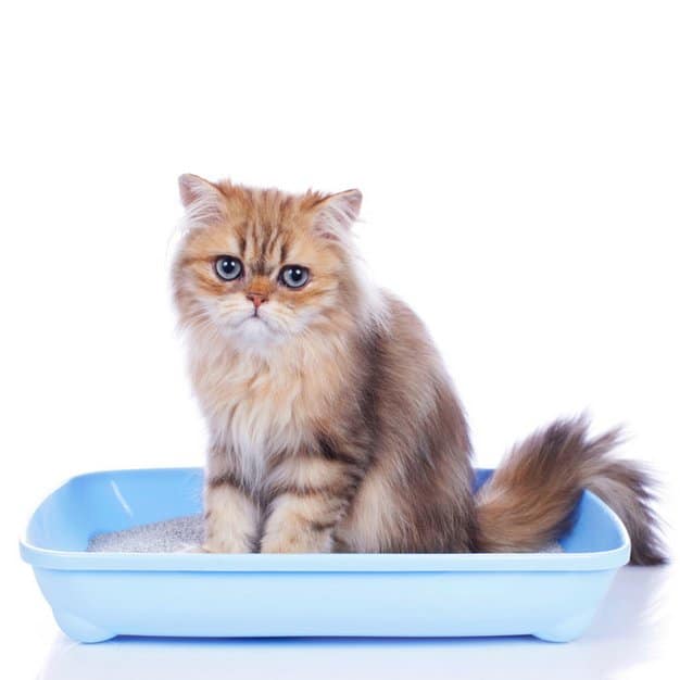 Toilettes de couleur bleue pour chat
