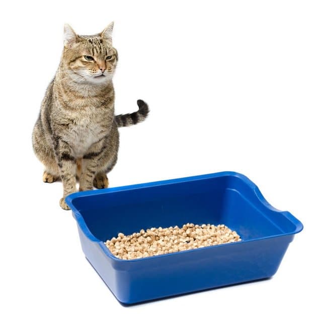 Chat à côté des toilettes