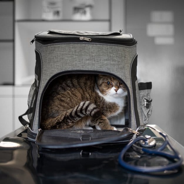 Chat dans un sac de transport
