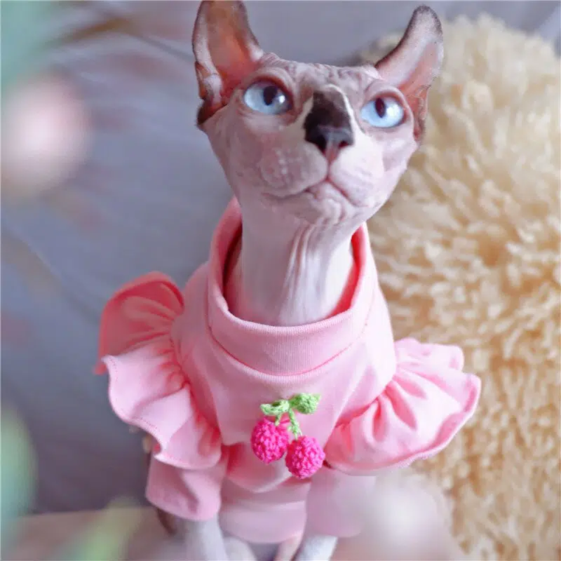 Vêtement d'été à manches volantes pour chat rose à la mode portée par un chat dans une maison