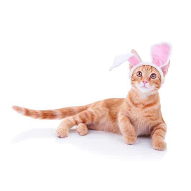 Chat roux porte des oreilles de lapin