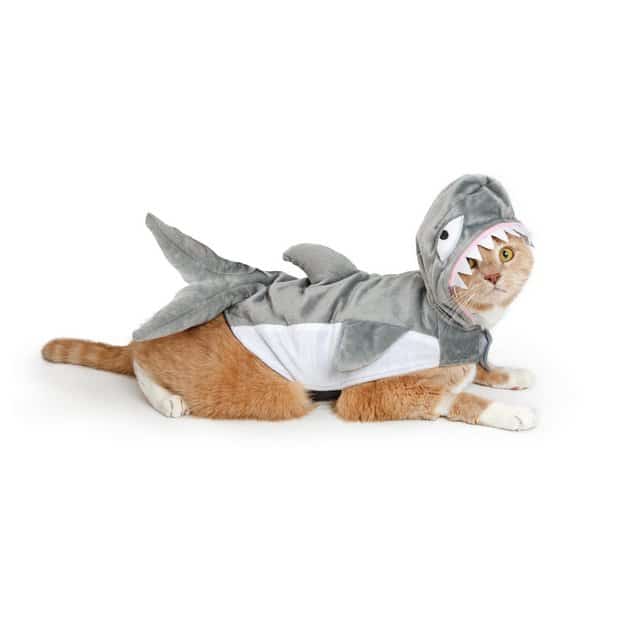 Chat roux habillé en requin pour hallloween