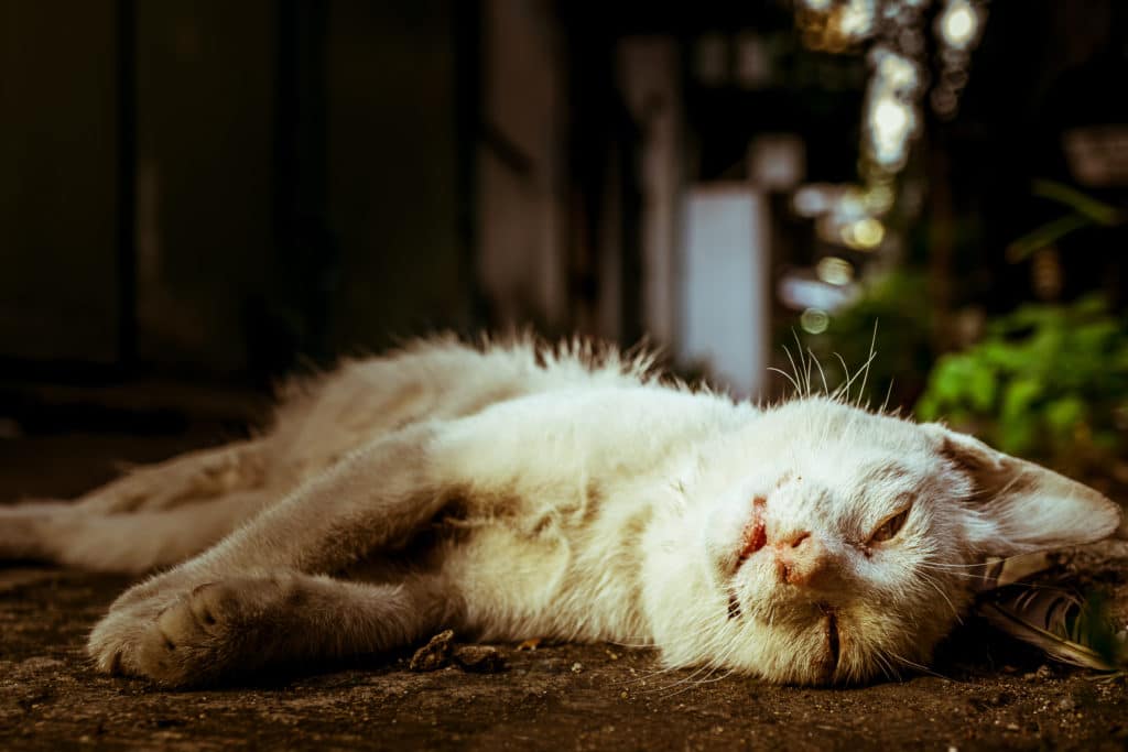 Un chat blanc qui est mort et sur le sol en pleine nature.