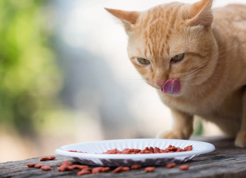 Combien de temps un chat peut rester sans manger ?