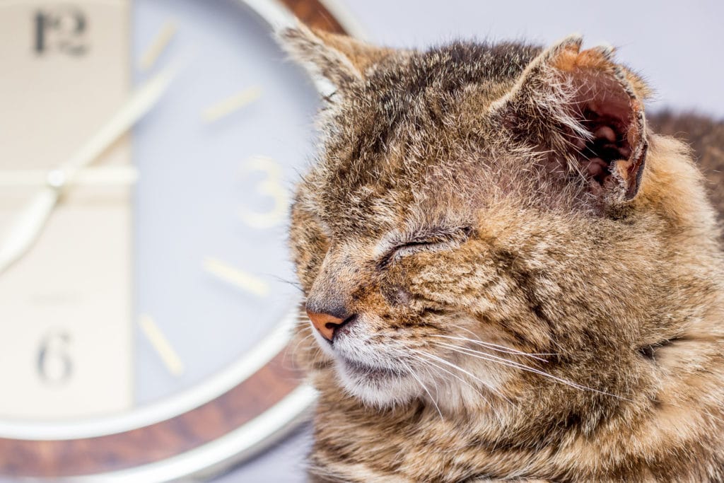 Un très vieux chat rayé gris qui a les yeux fermés devant une horloge.