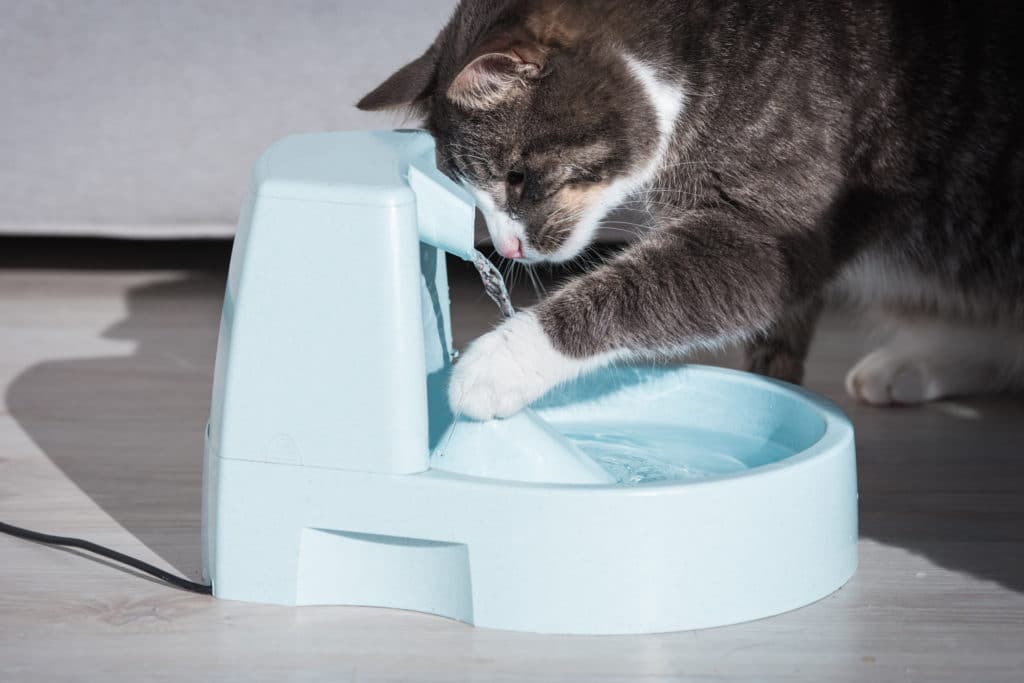 Un chat gris et blanc qui joue avec l'eau d'une fontaine à eau pour chat bleue posée sur un parquet gris