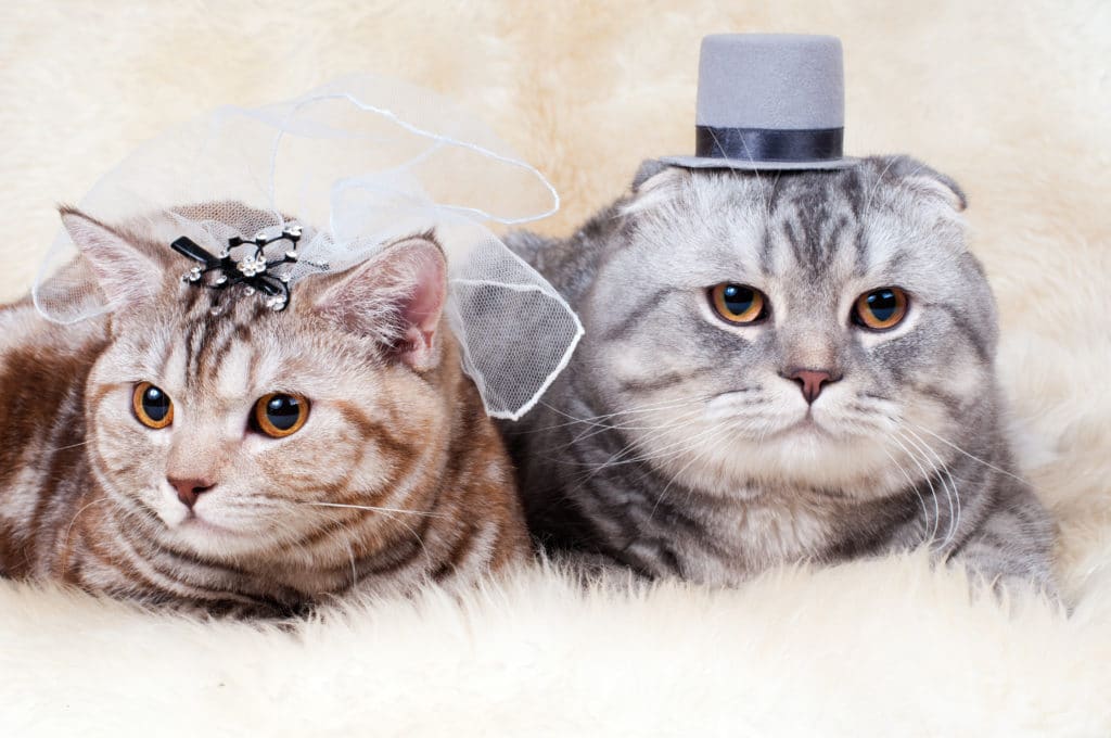 A quel âge un chat peutil s’accoupler ?