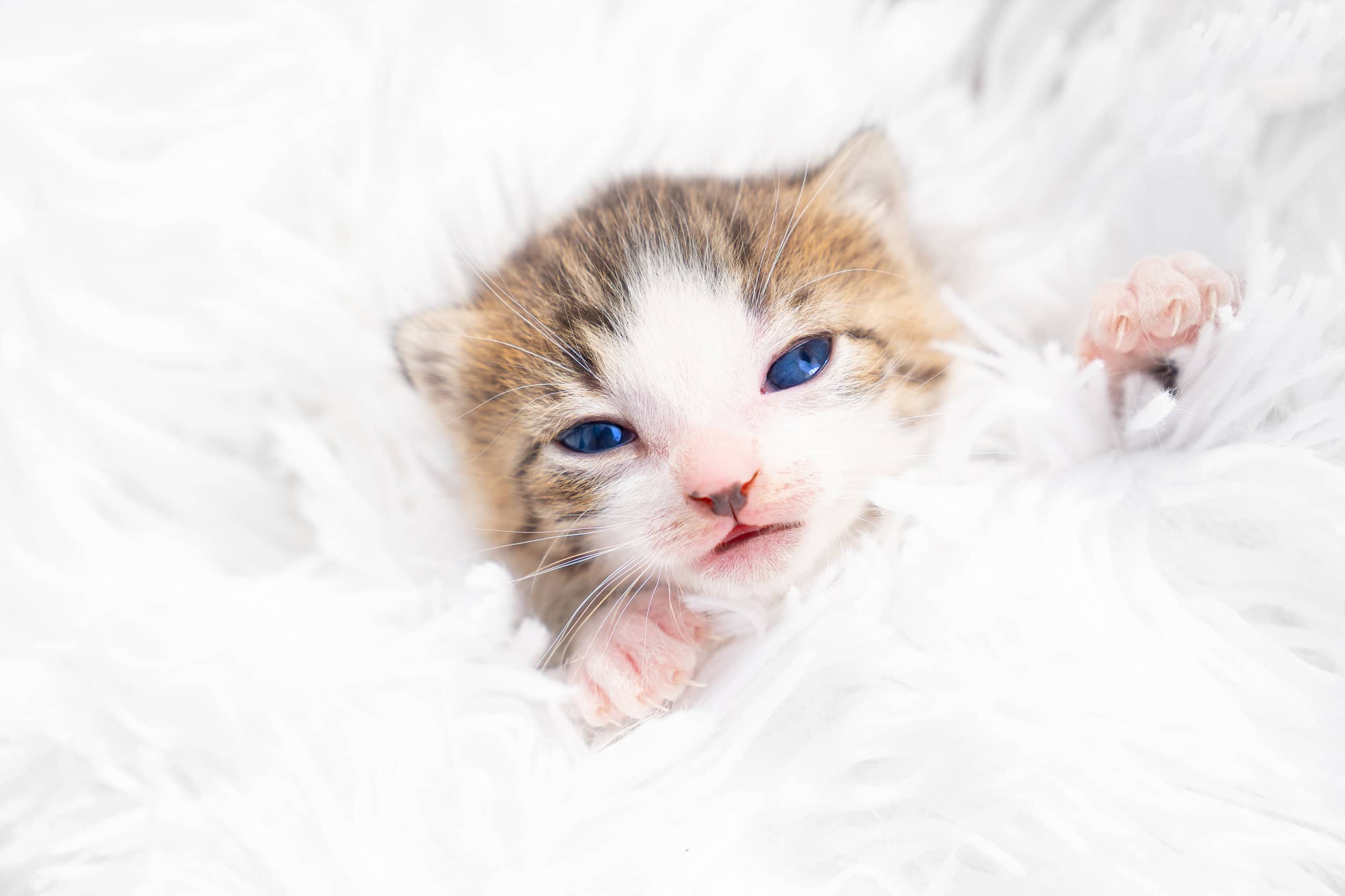 Combien De Temps Pour Quun Chaton Ouvre Les Yeux