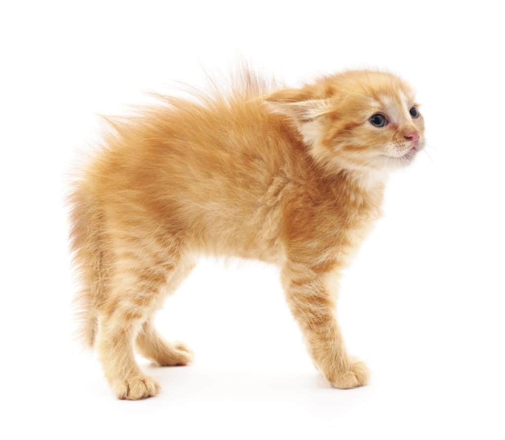 Un petit chat roux et blanc aux poils hérissés sur un fond blanc.