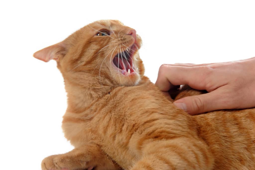 Un chat adulte roux sur fond blanc qui feule et est enervé. Une main d'homme blanc essaie de l'attraper