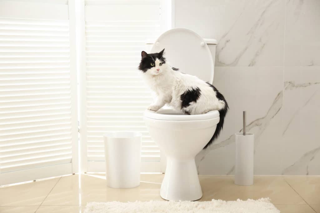 Un chat blanc et noir qui est assis sur une cuvette de toilette dans une salle de bain de couleur clair