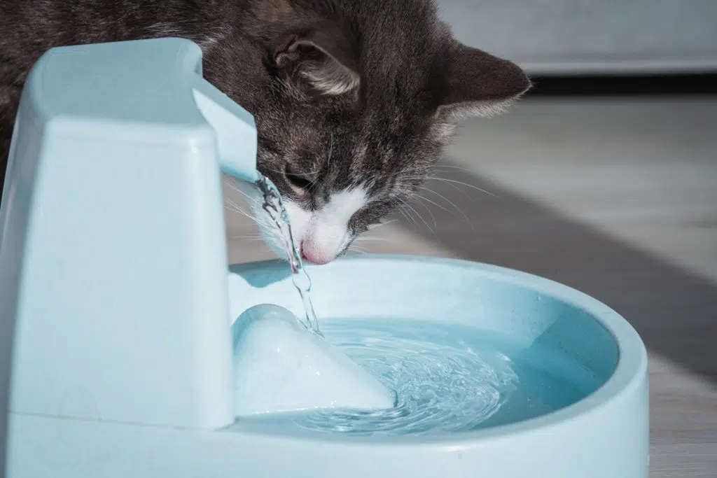 Un chat gris au museau blanc qui boit dans une fontaine à eau bleue posée sur un parquet gris.