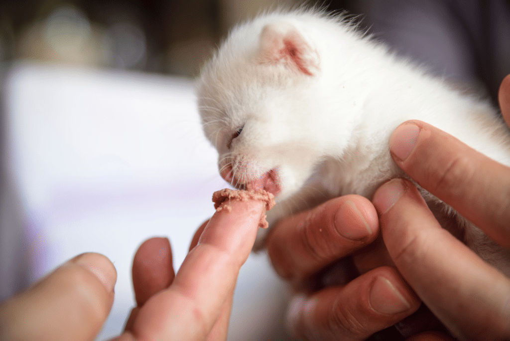 Un chaton blanc de quelques jours qui n'a pas encore ouvert les yeux et qui mange de la pâtée pour chat. Il est tenu dans les mains d'un homme blanc.