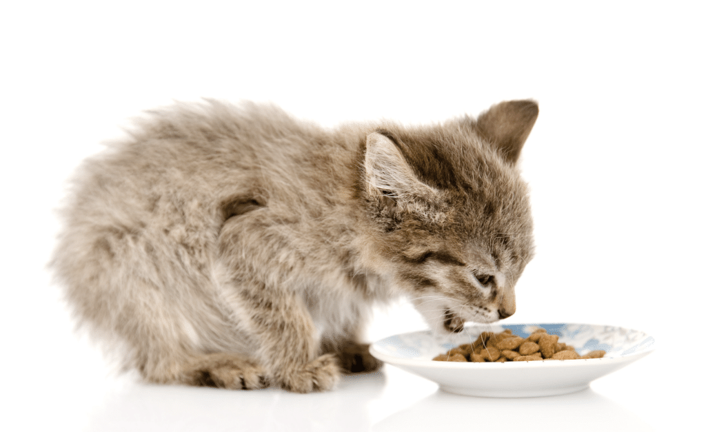 Un jeune chaton gris qui mange des croquettes pour chat brunes dans une gamelle bleue. Le fond est blanc