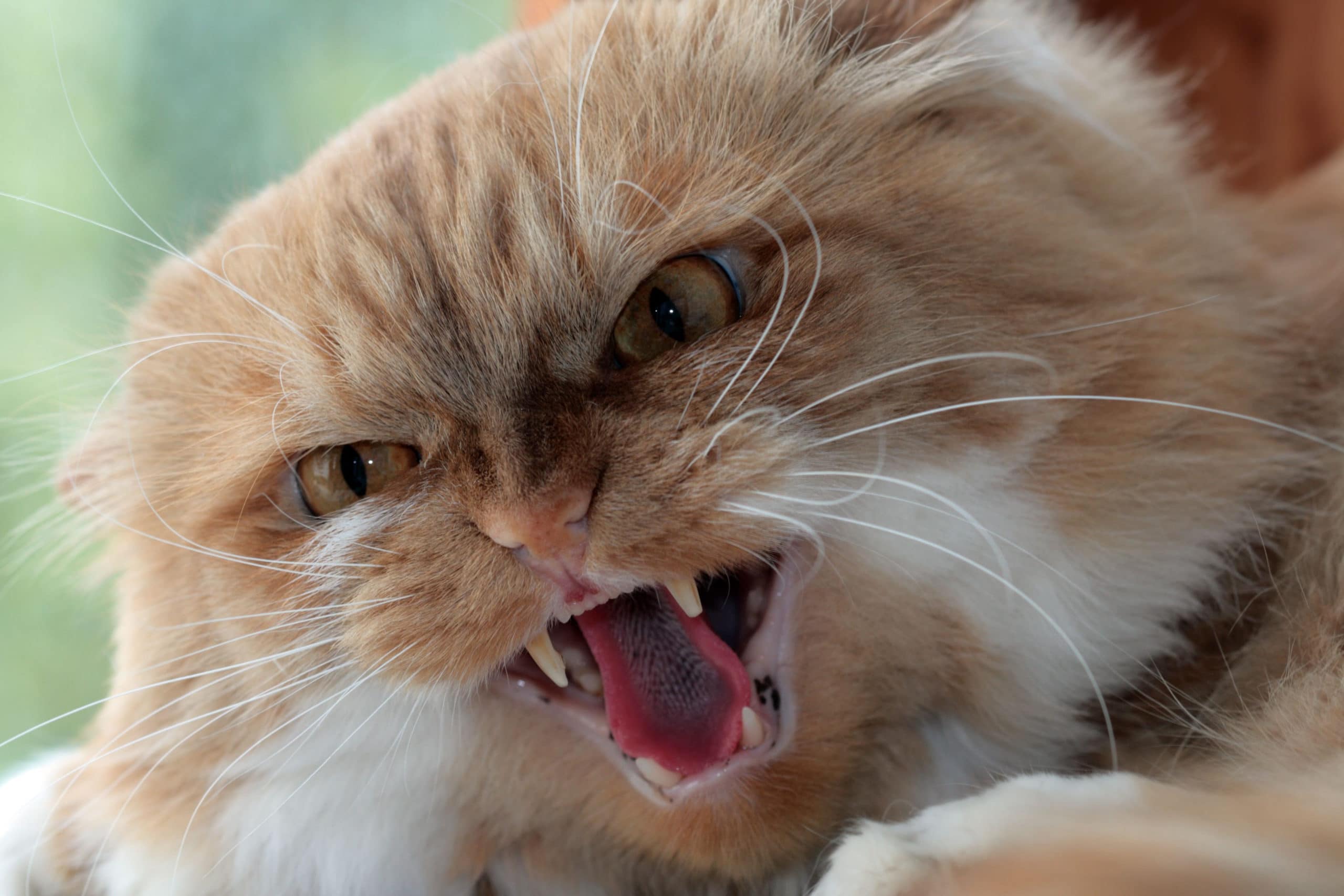 Comment punir un chat qui attaque ?