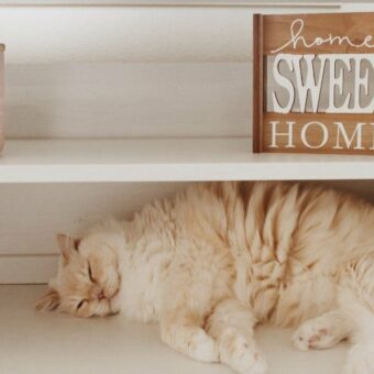 Accessoires pour chat